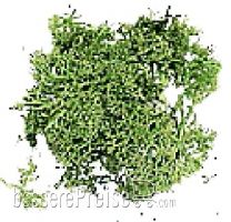 Domus Kits DO03904 - BOLSA /Green Moss Bag 12 gr.