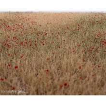 RTS 92511-3 - RTS Grasmatte Kornfeld blühend