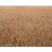 RTS 92521-3 - RTS Grasmatte Kornfeld Sommer