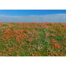 Model Scene F565 - Blühende Wiese - Mohnblumen