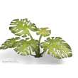 Gamers Grass GGLP-MT - Monstera