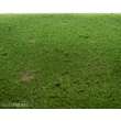 RTS 92531-3 - RTS Grasmatte Viehweide